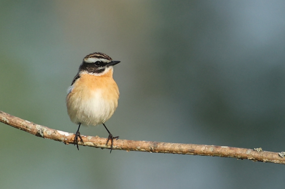 Vogeltelling Leeuwenbergh 11 mei 2024
