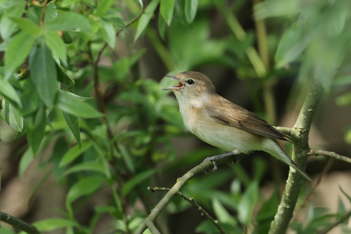 Vogeltelling Leeuwenbergh 11 mei 2024