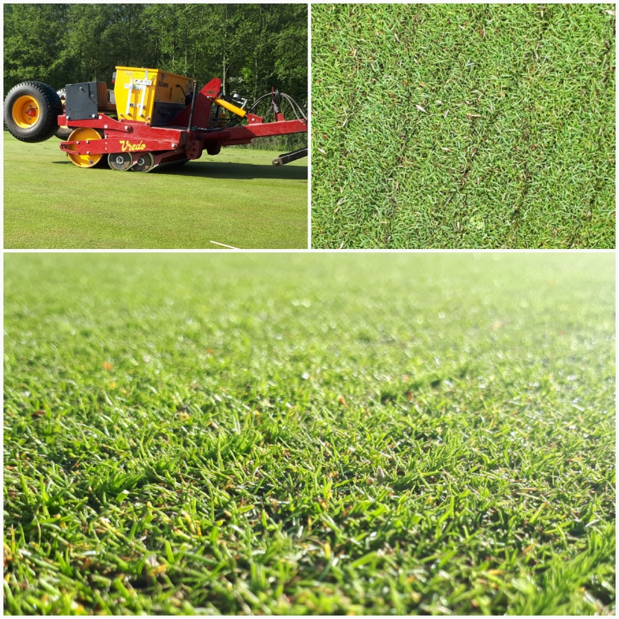 New grass seed on the putting greens