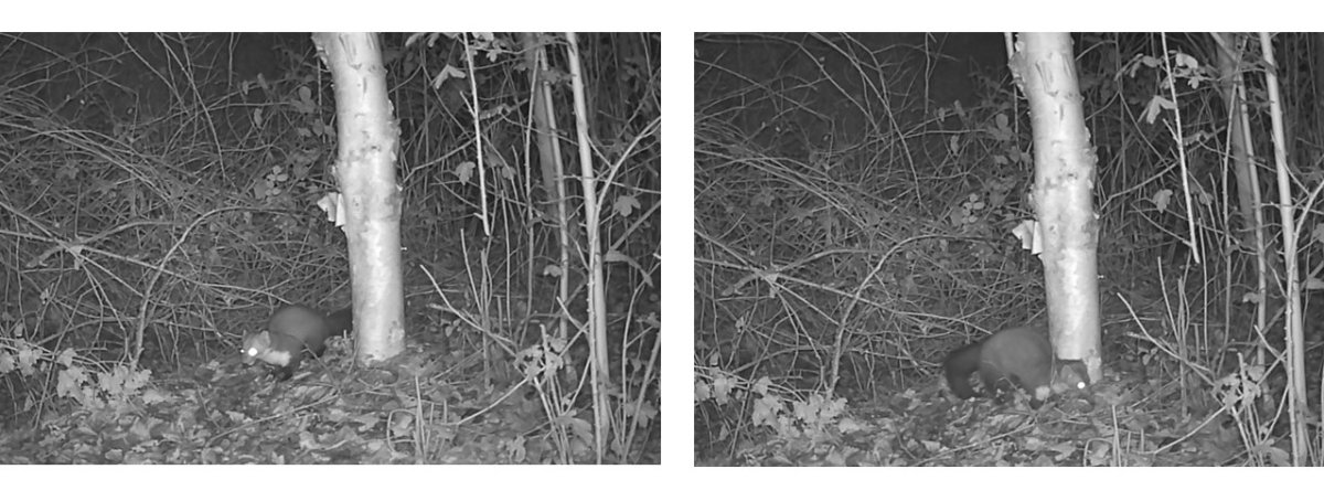 Steenmarter in de baan