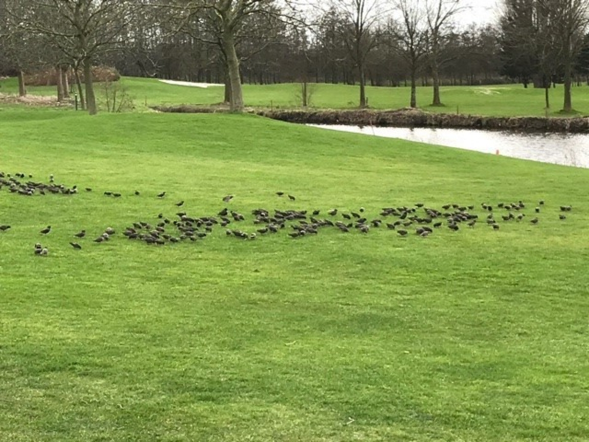 Spreeuwen op de baan