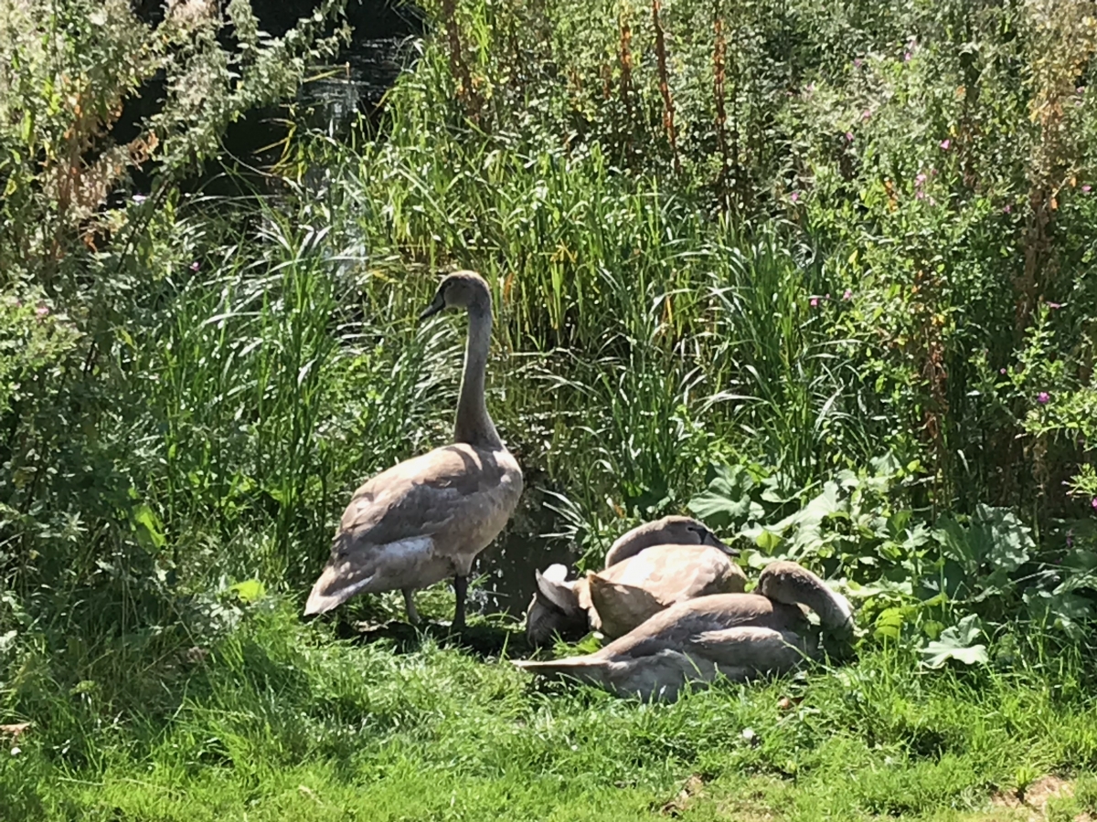 Onze zwanen